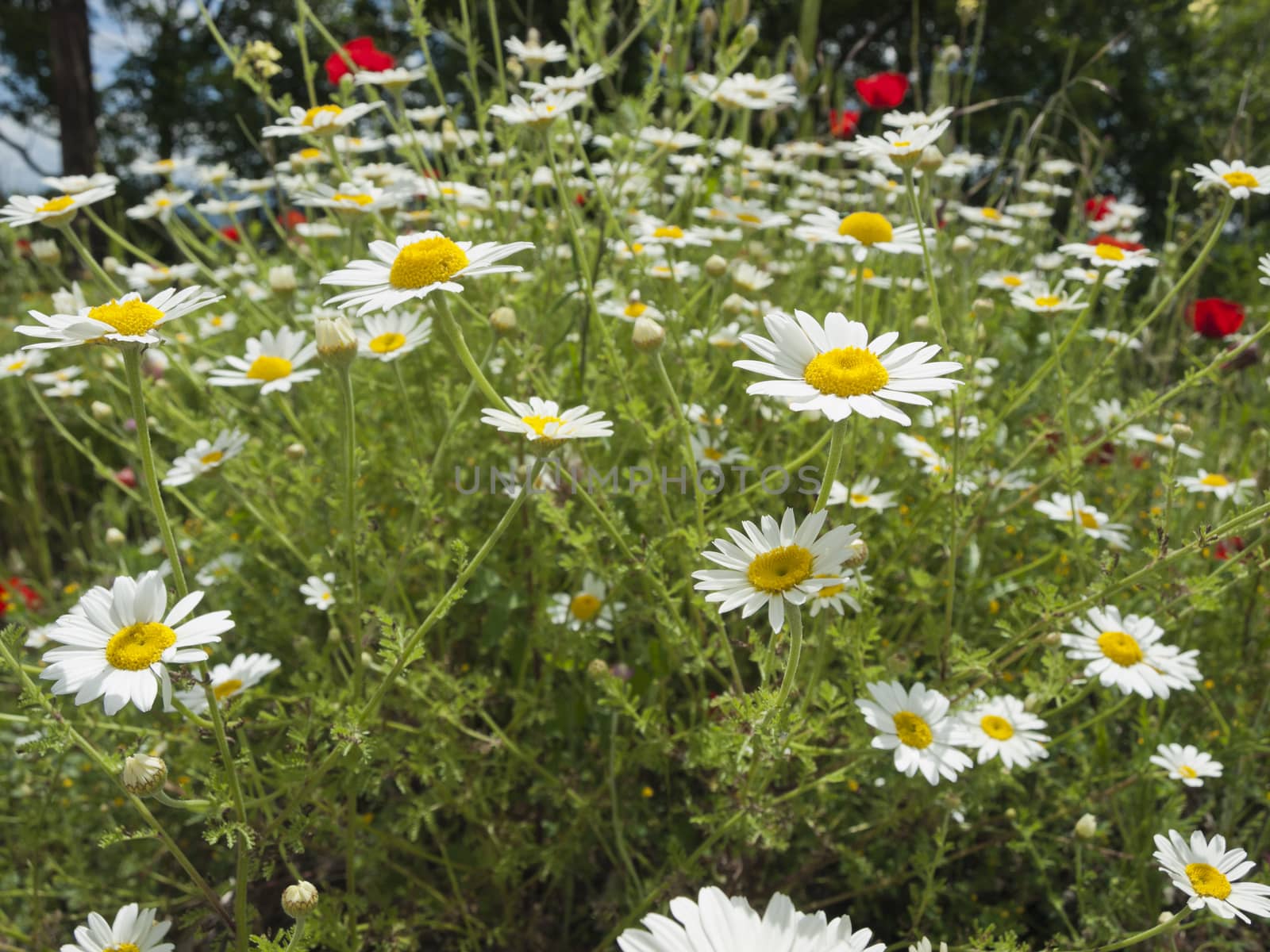 meadow with marguerite and poppies