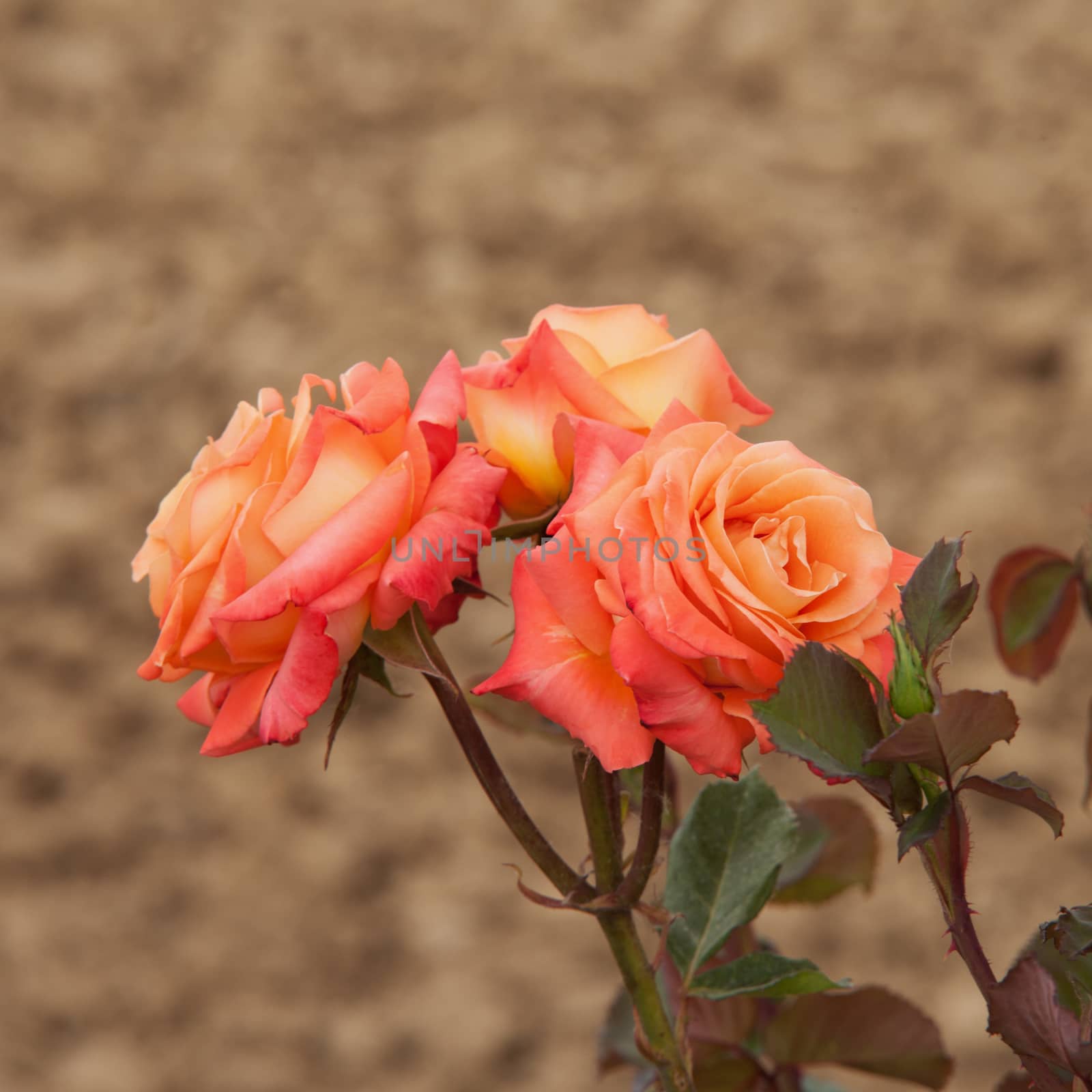 Roses by Koufax73