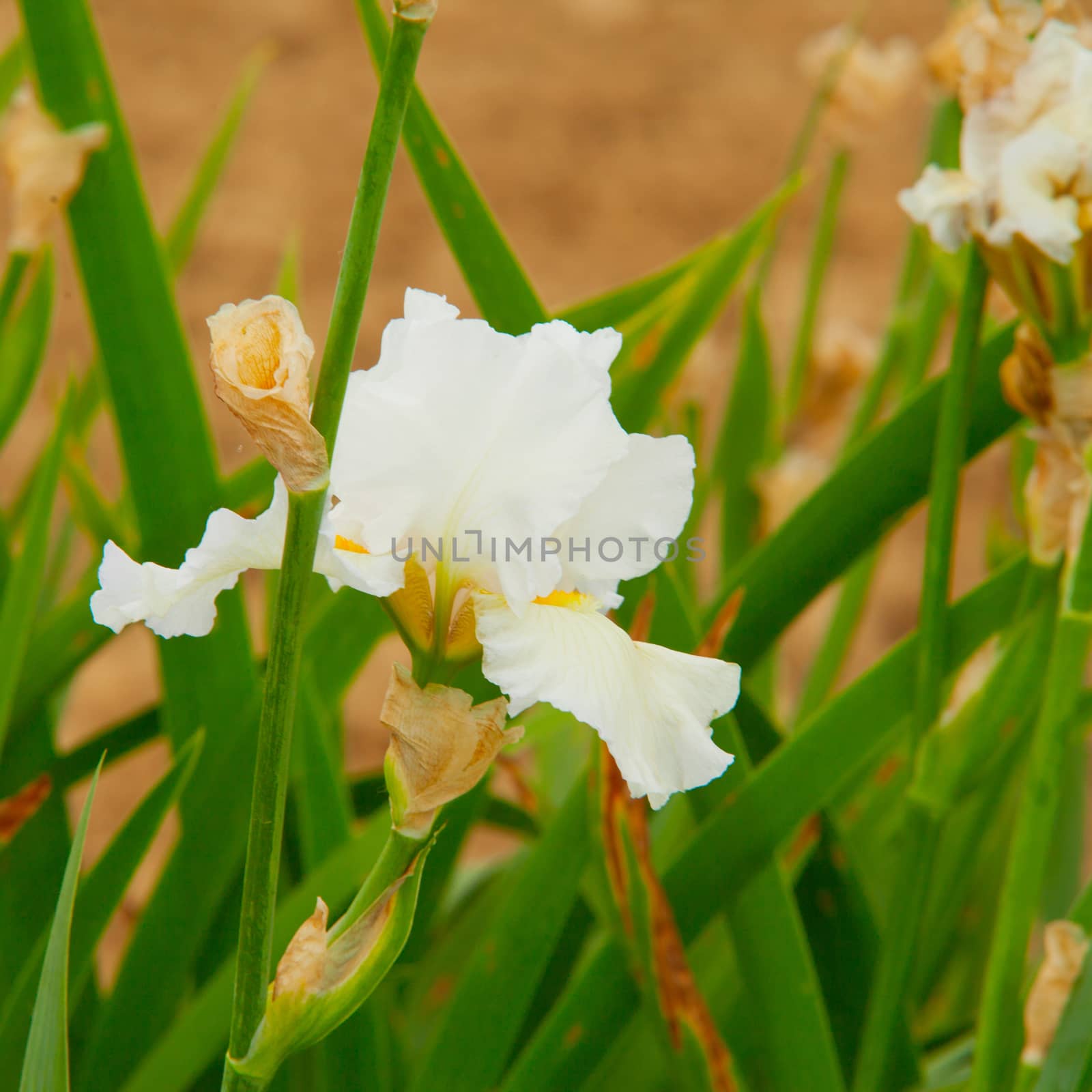 White orchid coming out of a green grass field