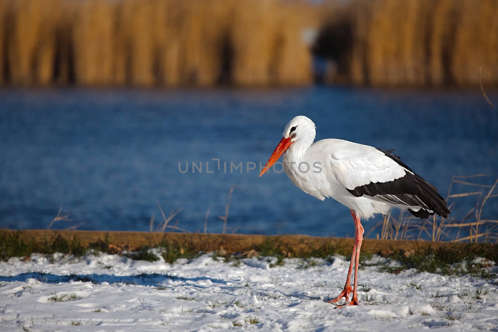 Stork in the snow, staying for winter