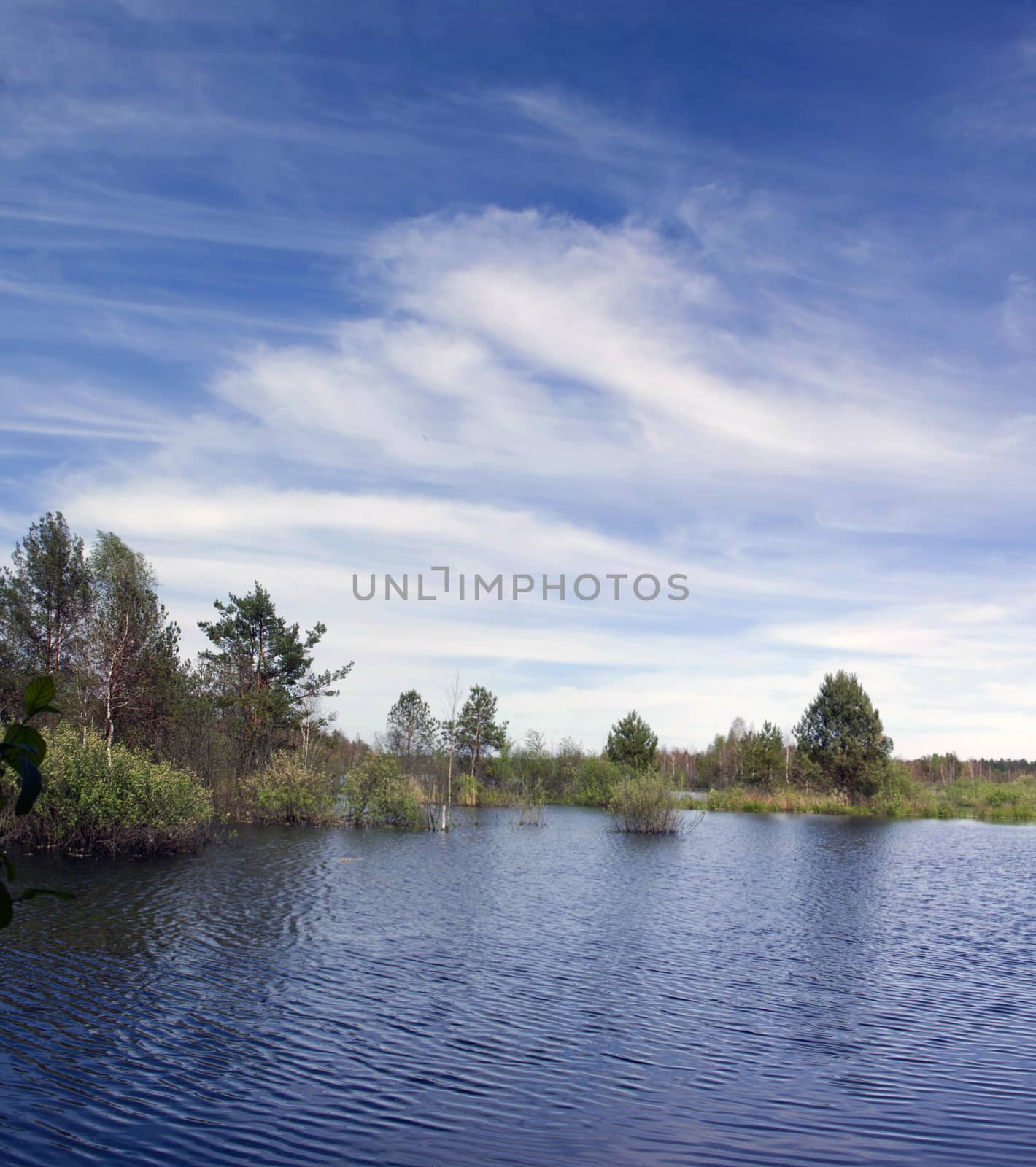 lake and spring forest. Nature composition