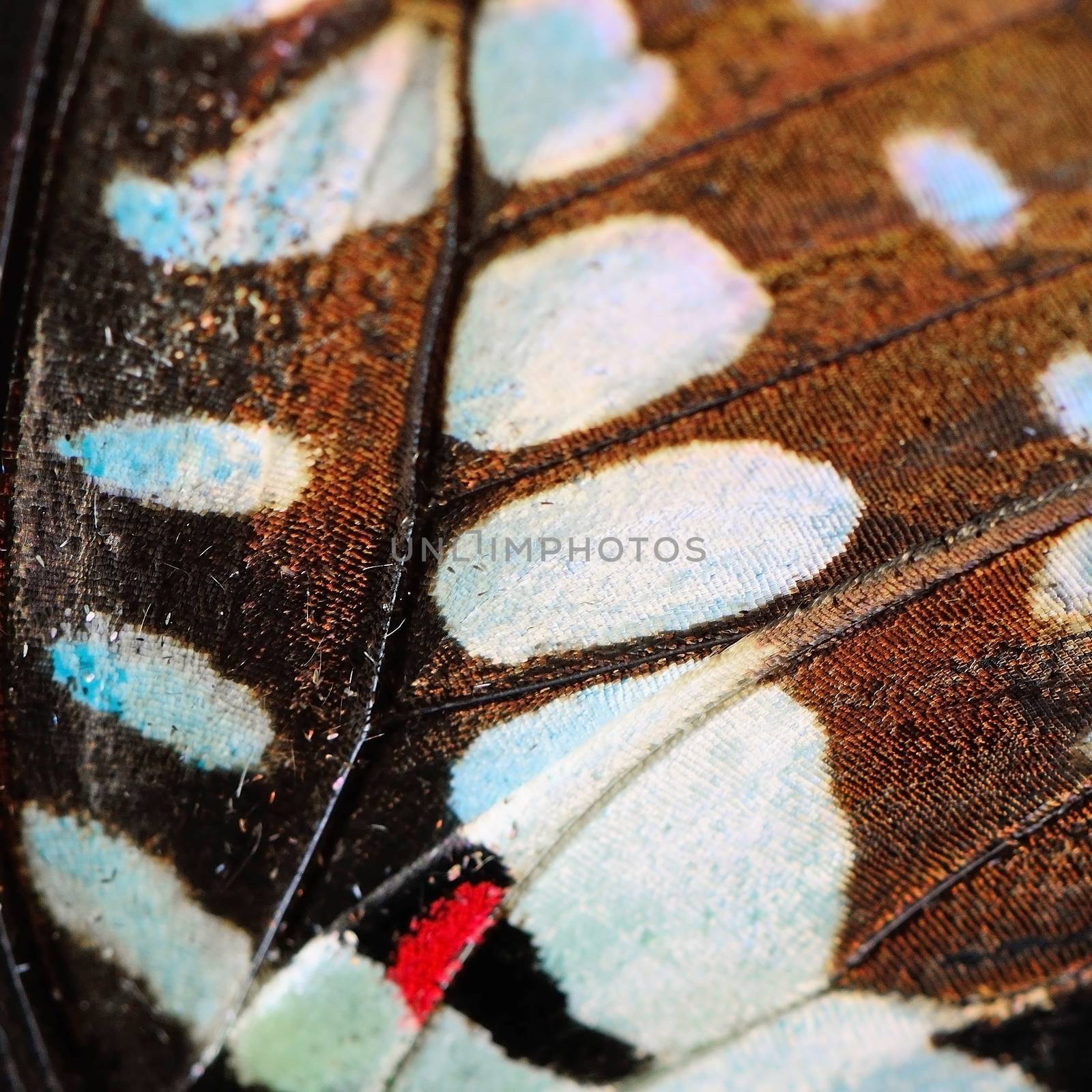 Macro closeup of butterfly wing background pattern