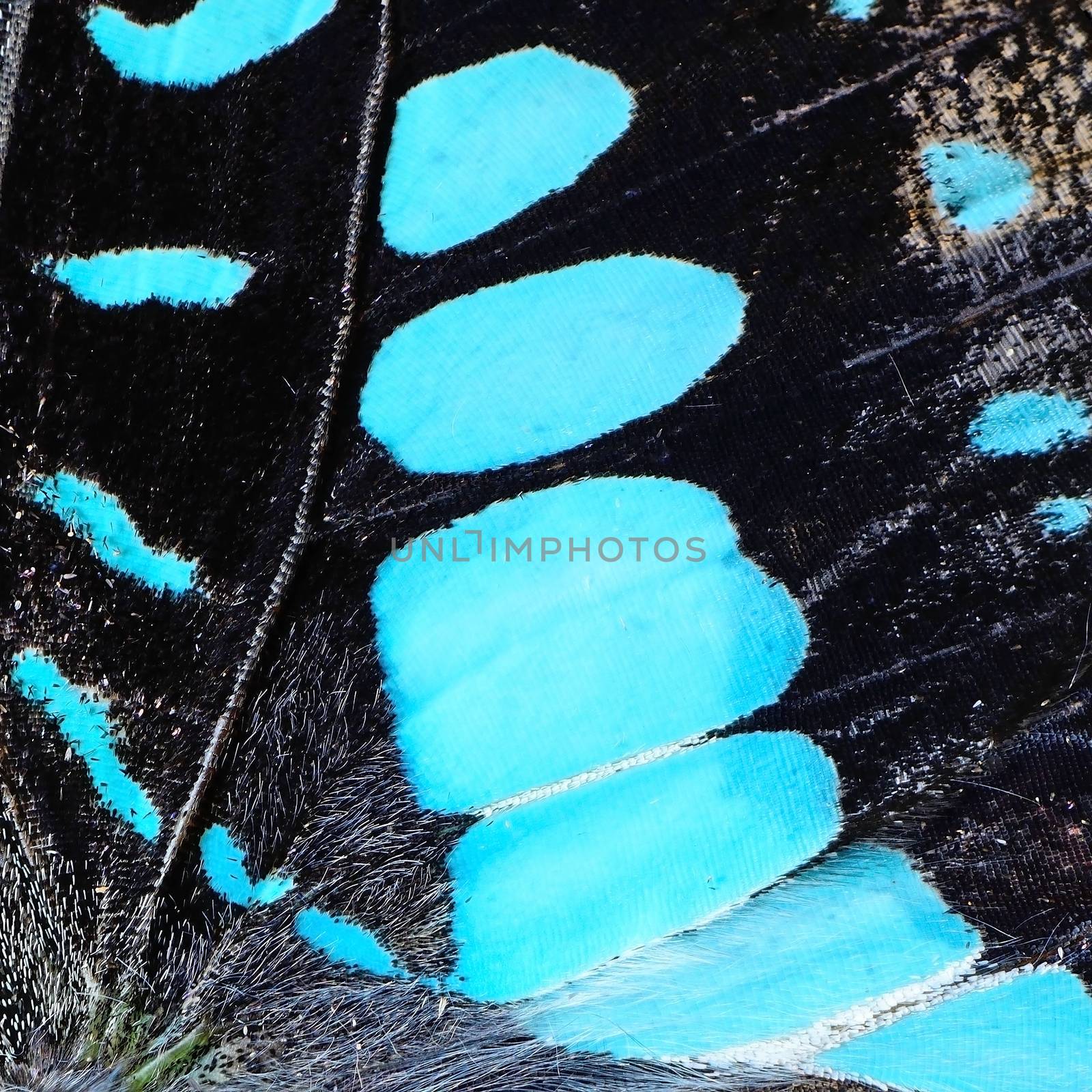 Macro closeup of butterfly wing background pattern