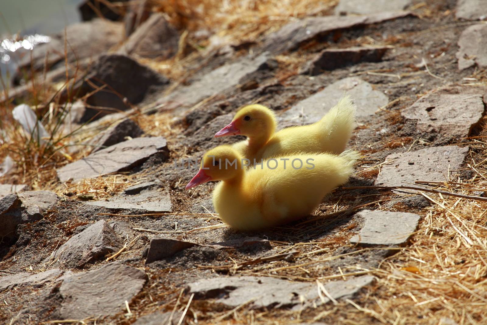 Mallard duck and baby ducklings 