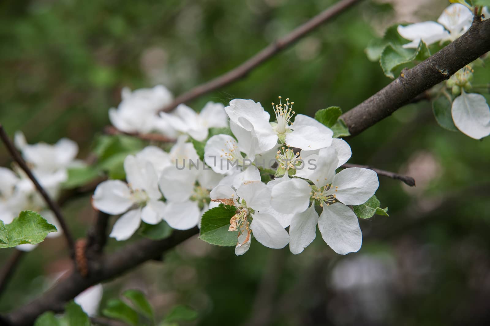 flowers of an Apple-tree on the green line