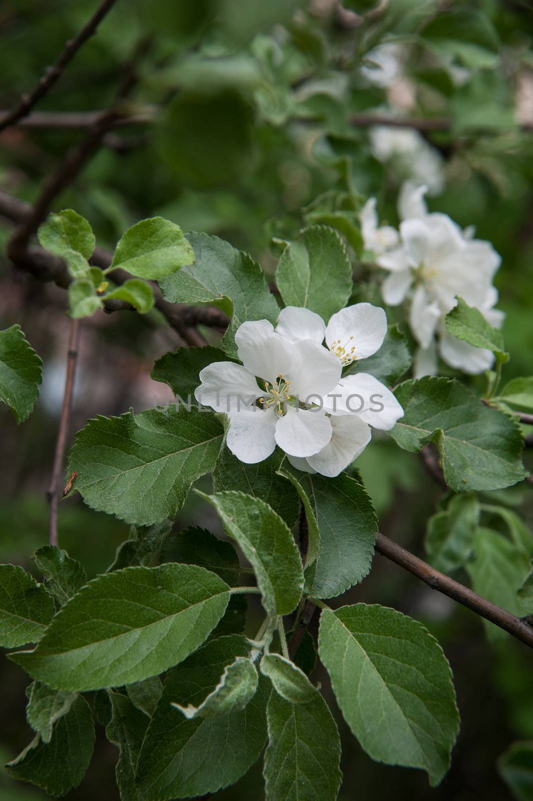 flowers of an Apple-tree on the green line