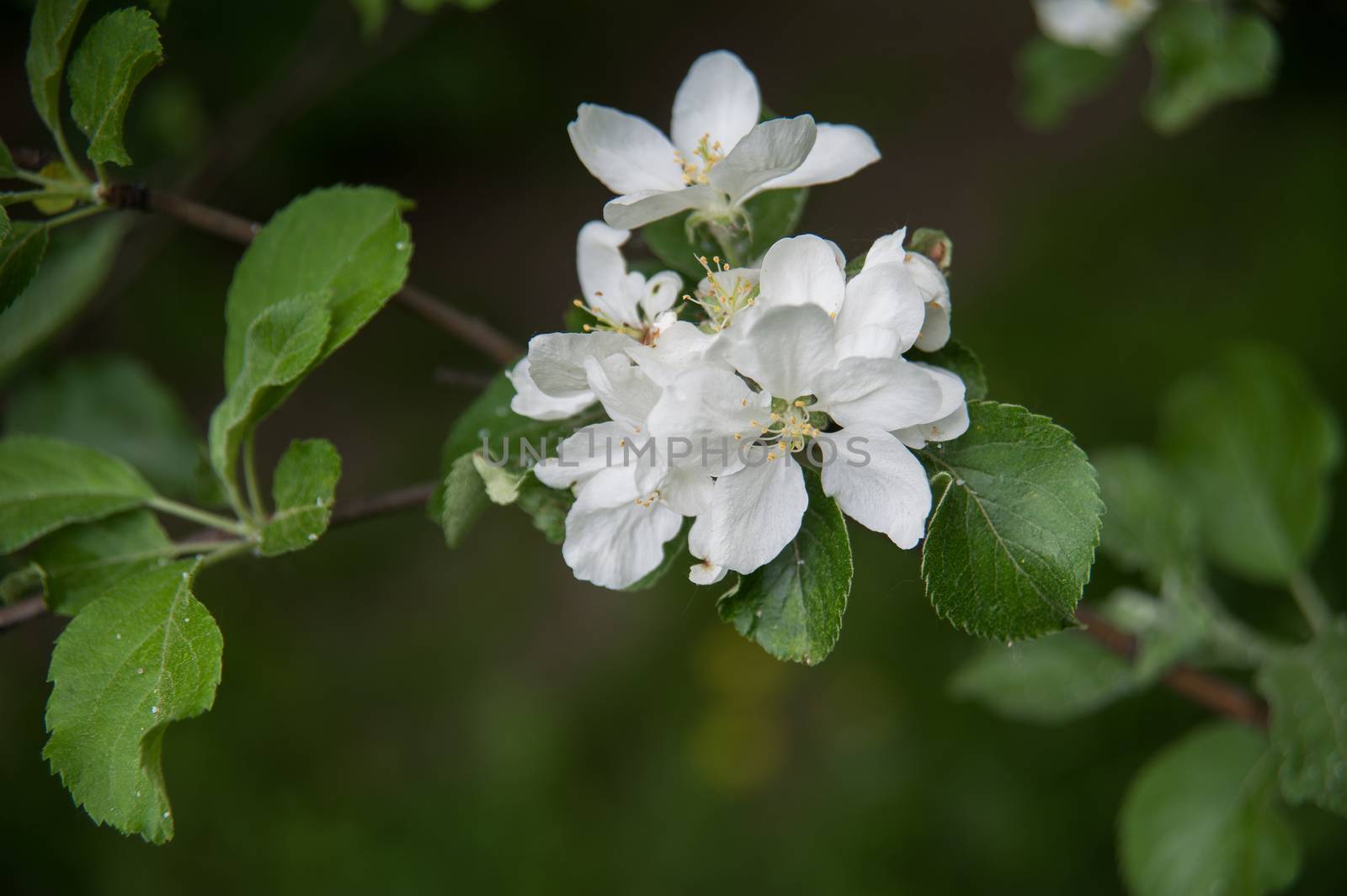 flowers of an Apple-tree on the green line