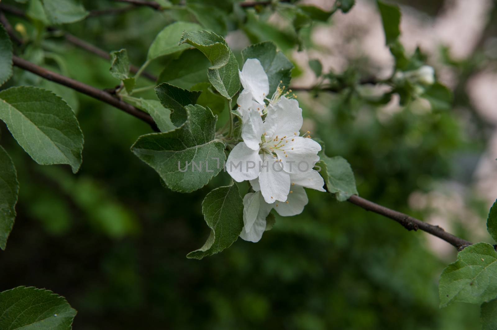 flowers of an Apple-tree on the green line