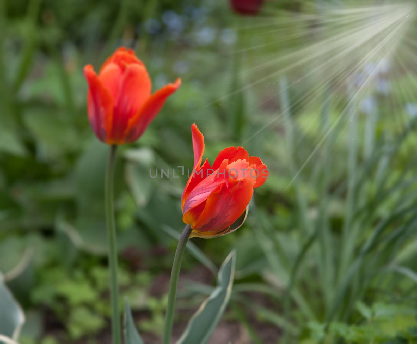 red Tulip in the garden in summer