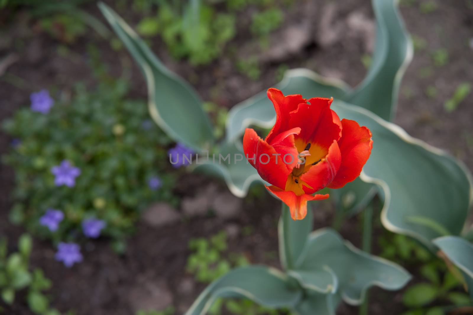 red Tulip in the garden in summer