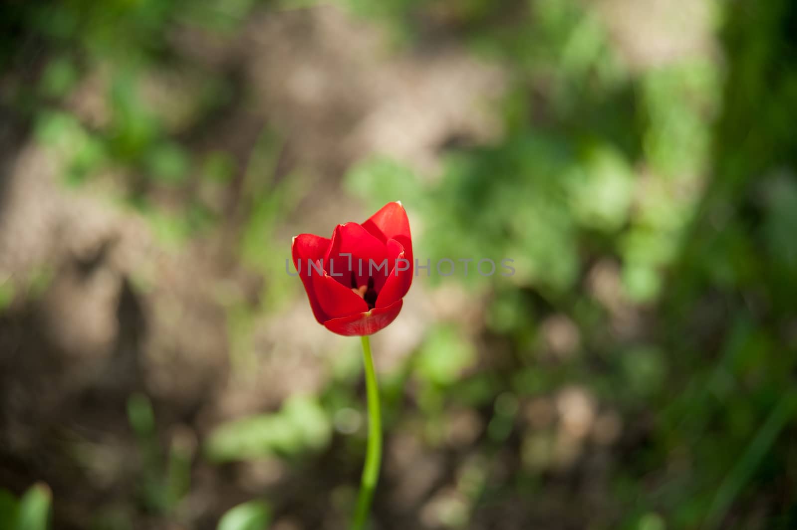 red Tulip in the garden in summer