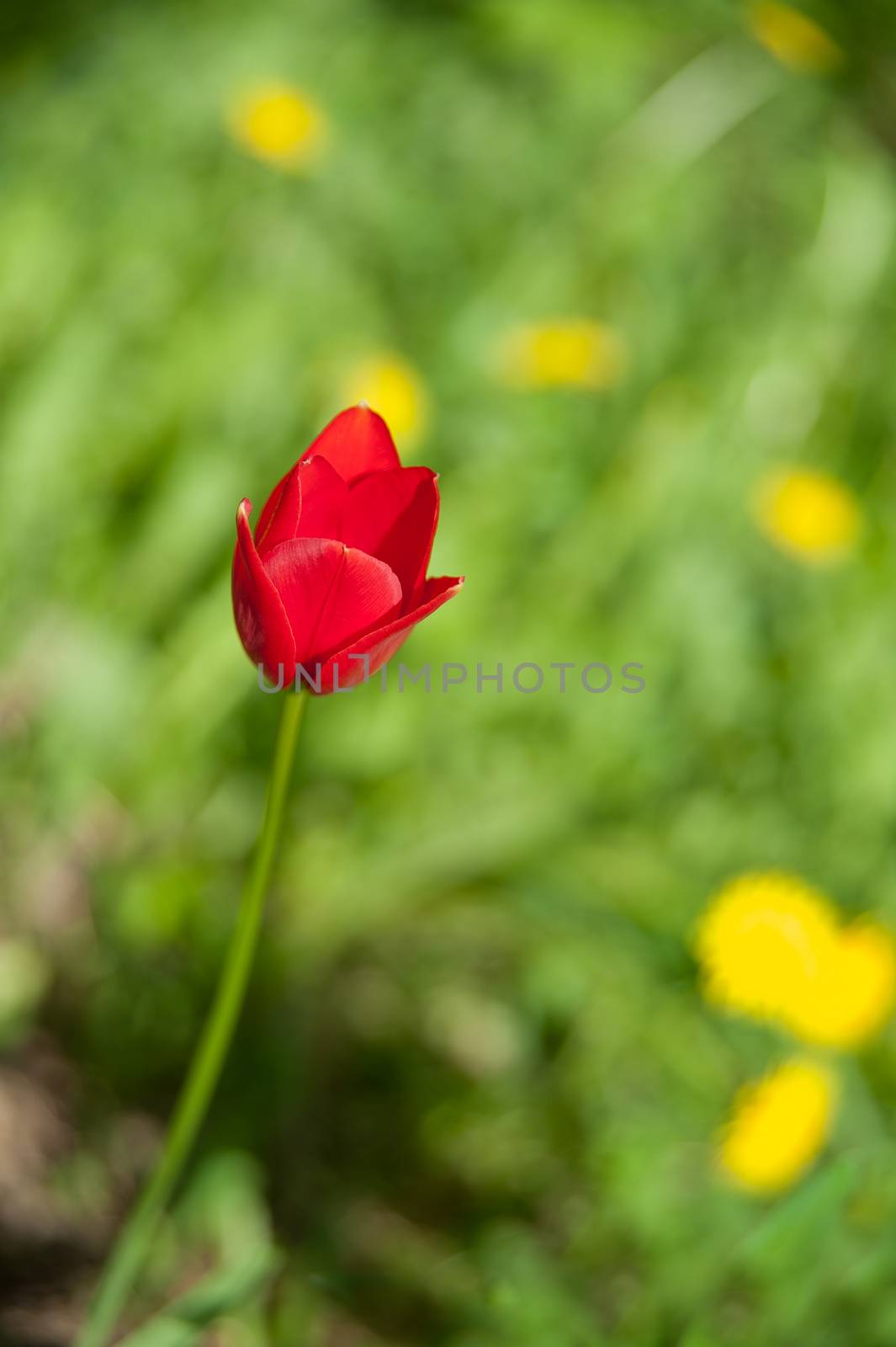 red Tulip in the garden in summer