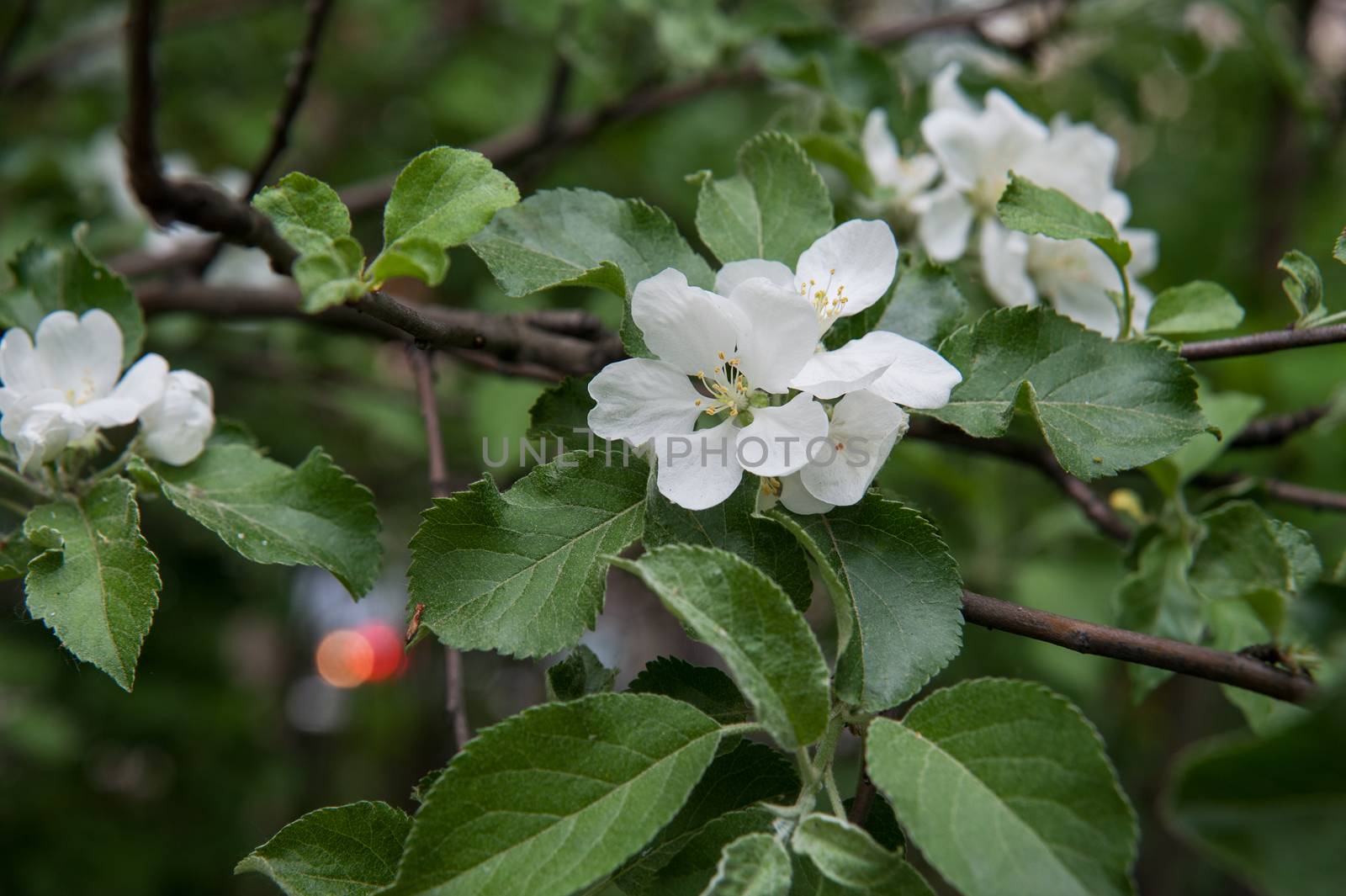 flowers of an Apple-tree on the green line