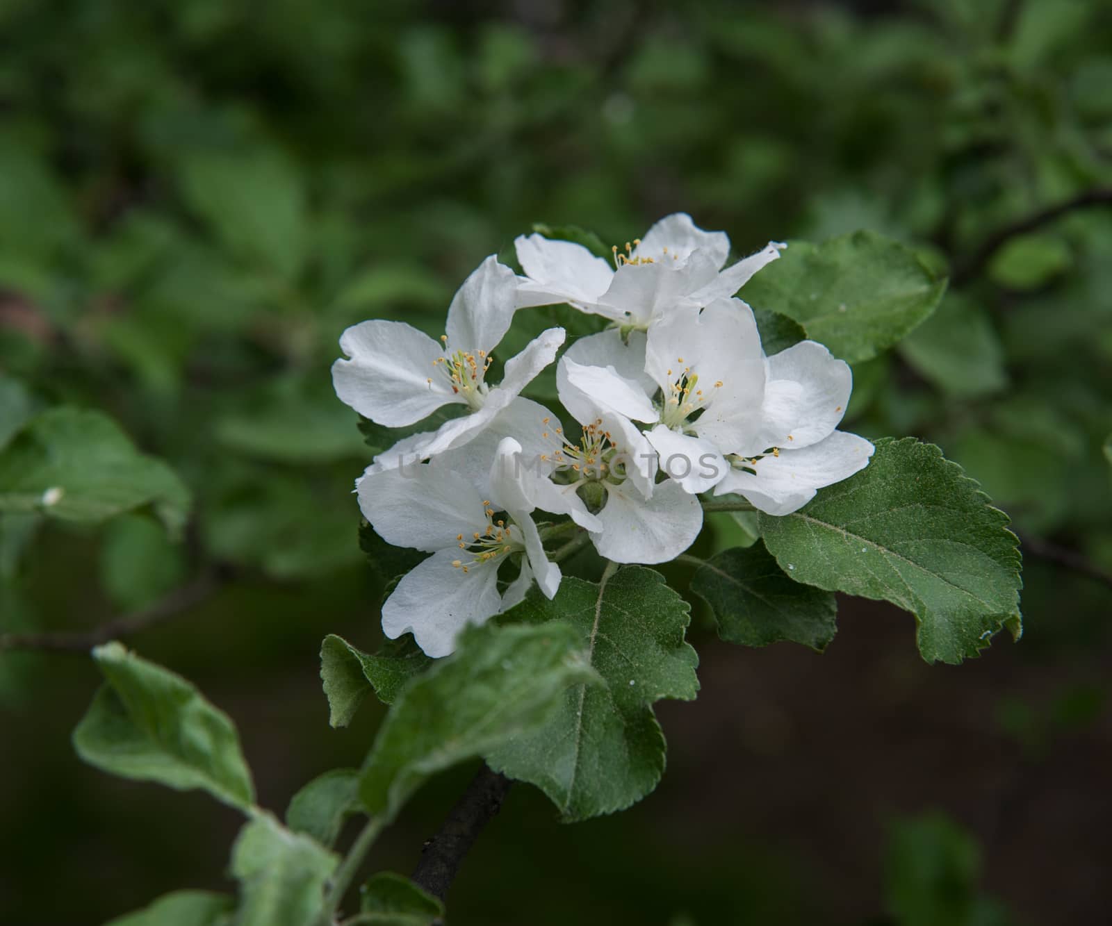 flowers of an Apple-tree on the green line