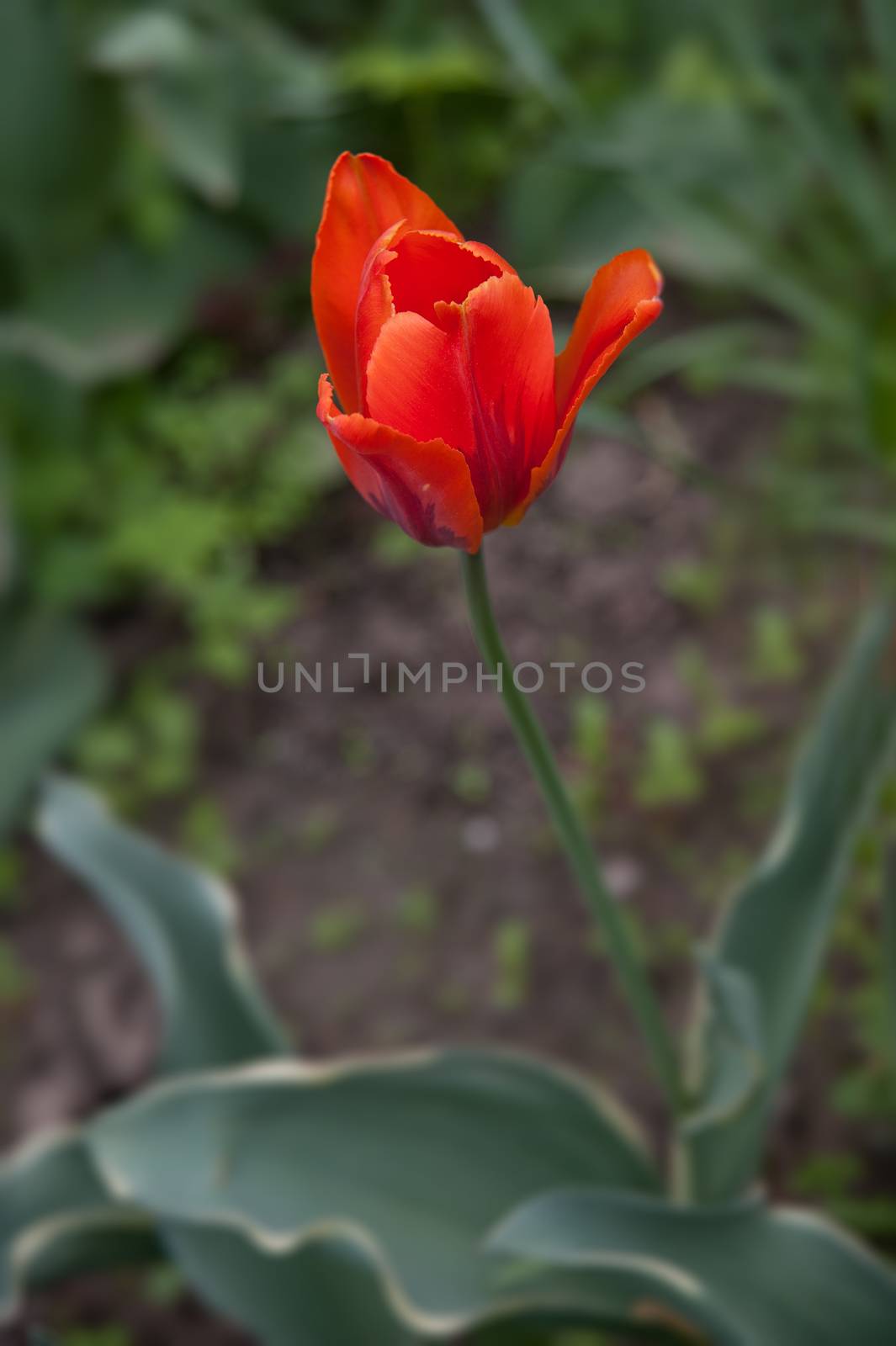 red Tulip in the garden in summer