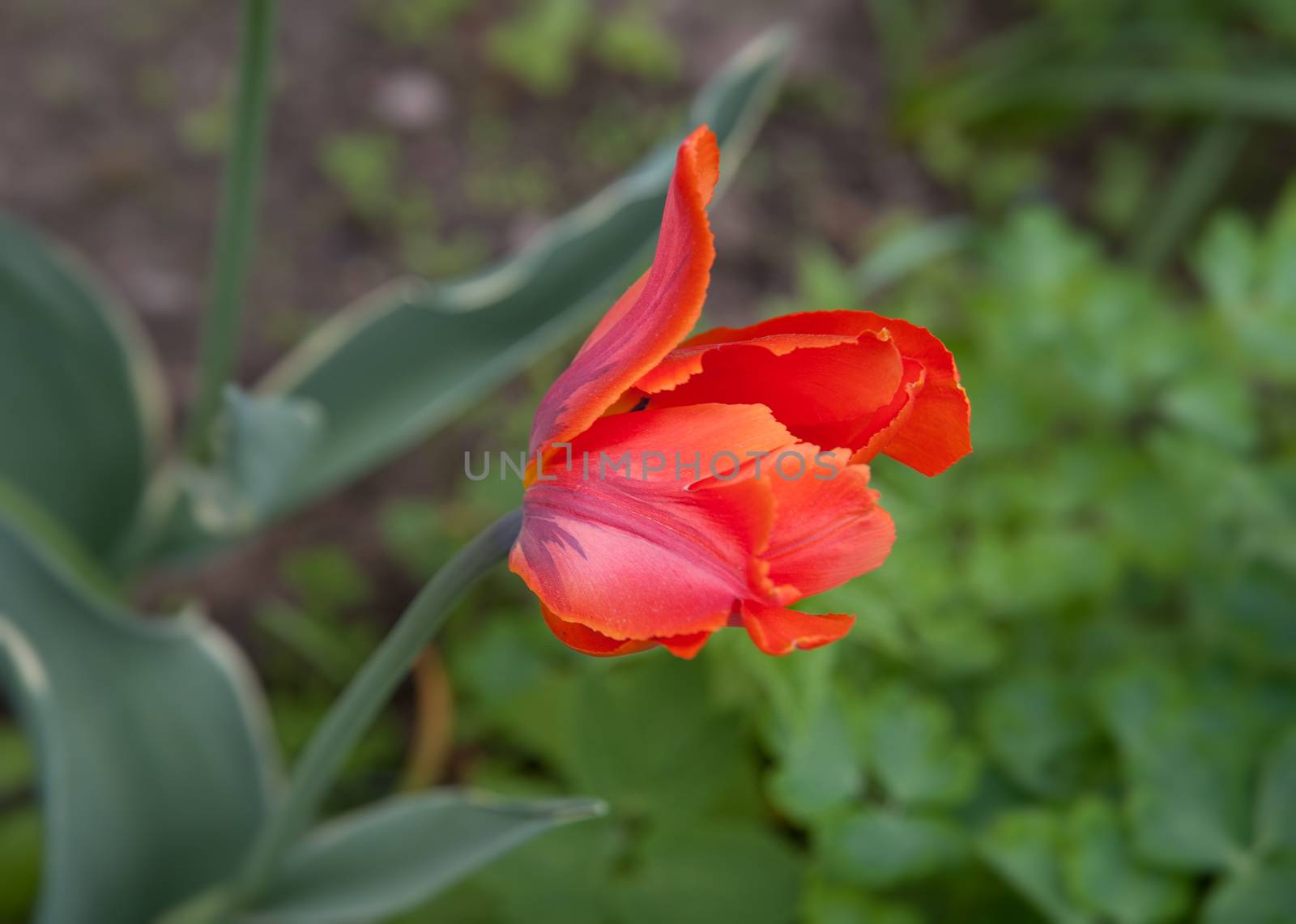 red Tulip in the garden in summer