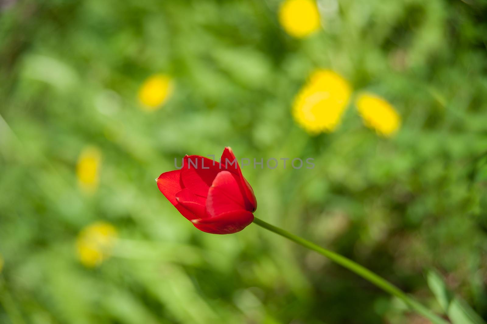 red Tulip in the garden in summer