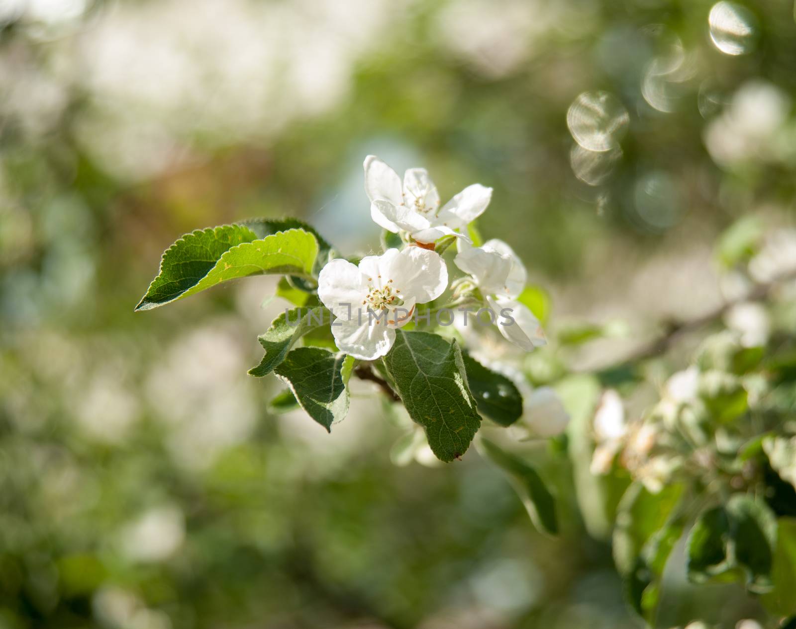 flowers of an Apple-tree on the green line