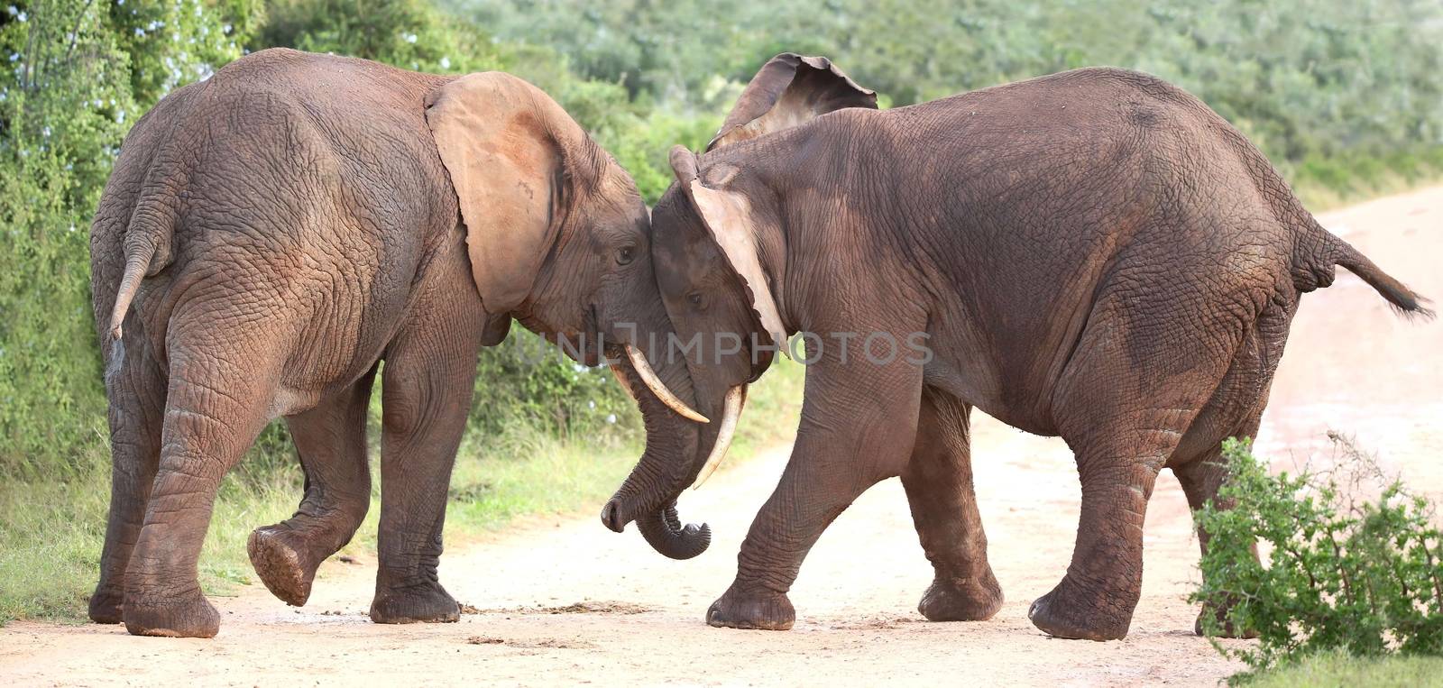 Two male African elephants trying assert their dominance