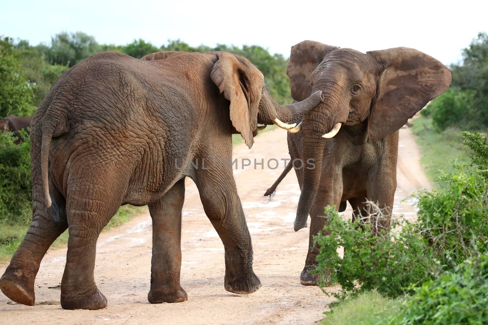 Two male African elephants trying assert their dominance
