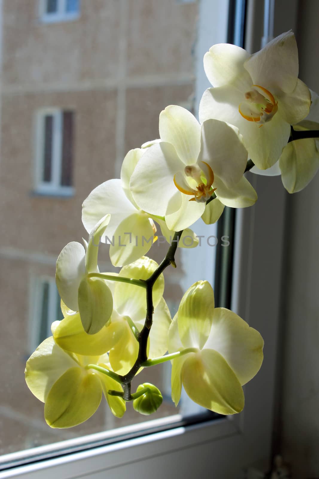 Fine branch of the blossoming yellow orchid by alexmak
