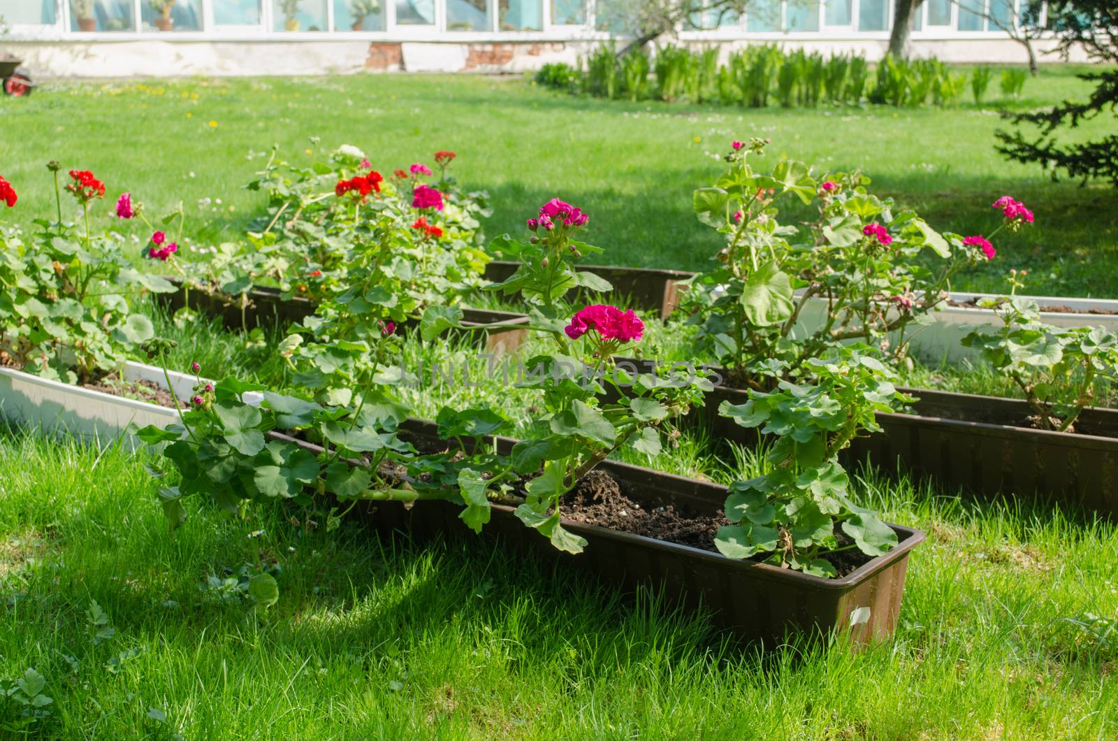 many colorful spring pelargonium in oblong pots garden meadow