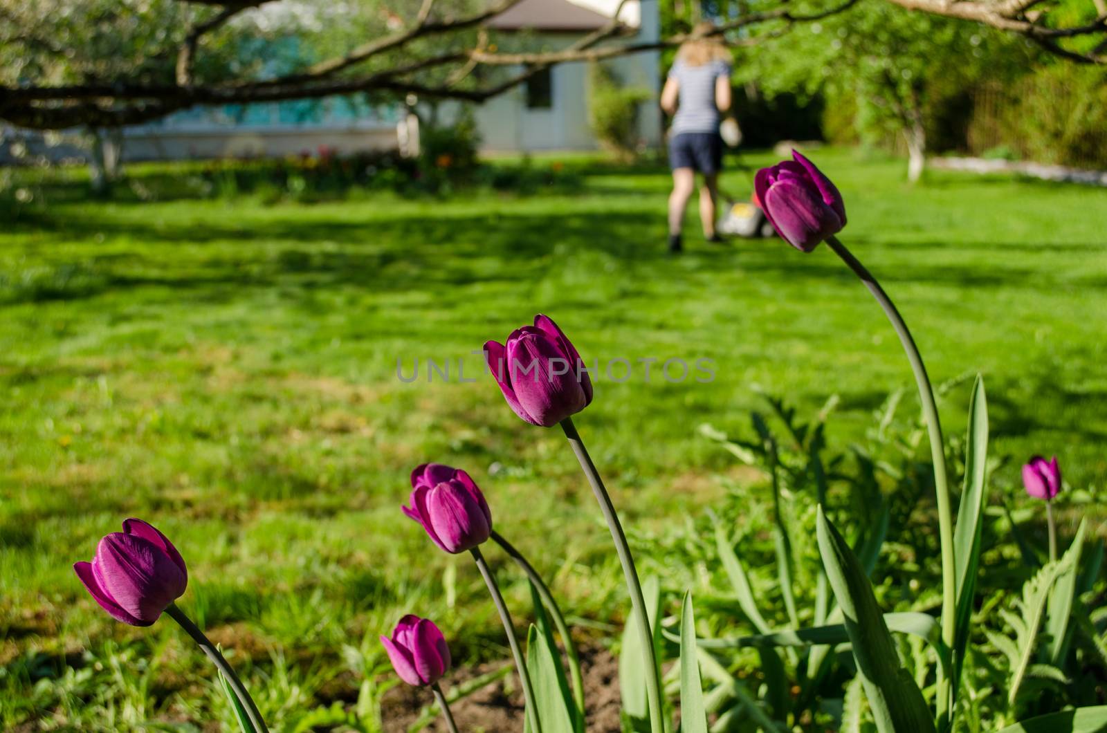 close up of dark pink garden tulip and woman silhouette cutting grass mower