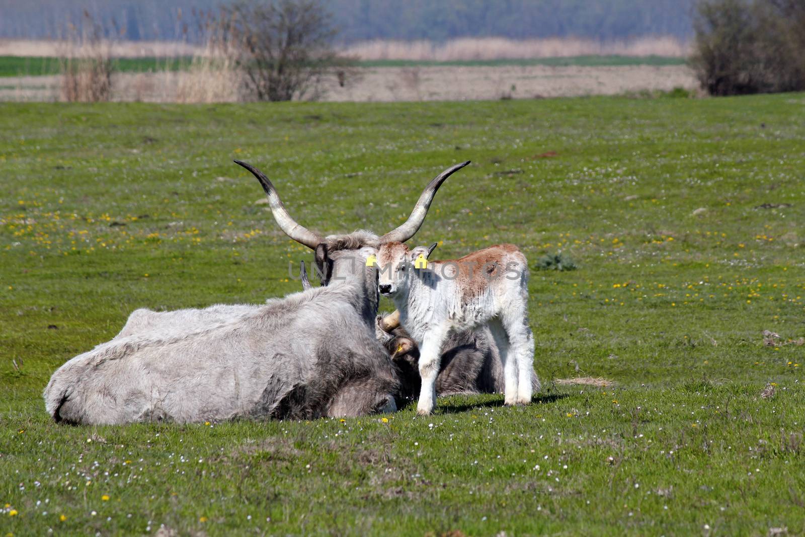 calf and cow on pasture