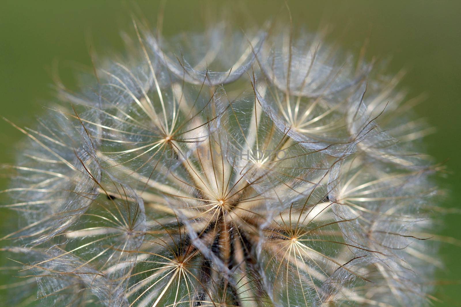 close up dandelion nature background