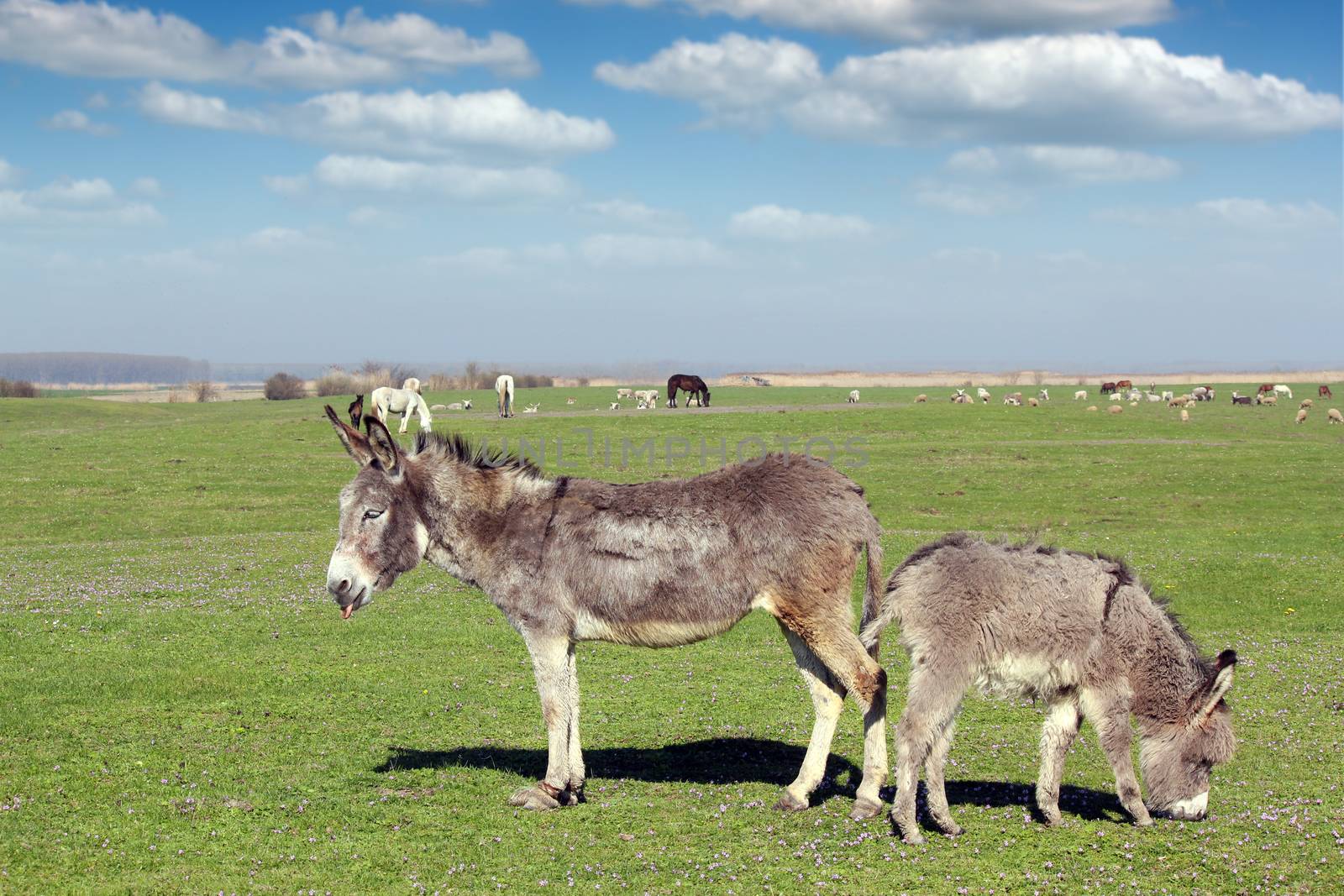 donkeys and farm animals on pasture by goce