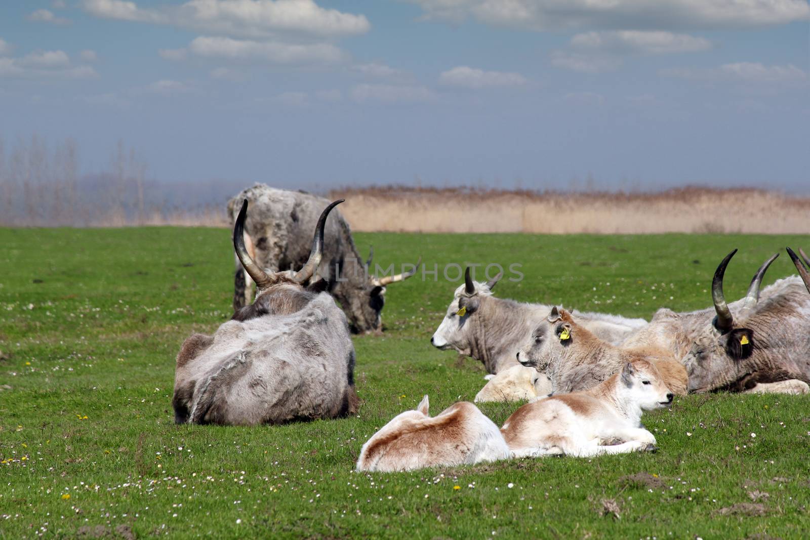 herd of podolian cows on pasture by goce