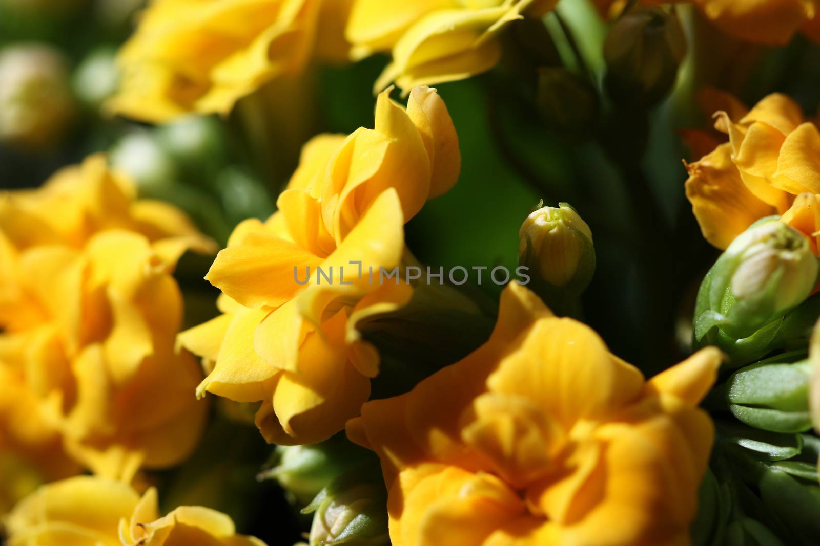 yellow flower close up nature background