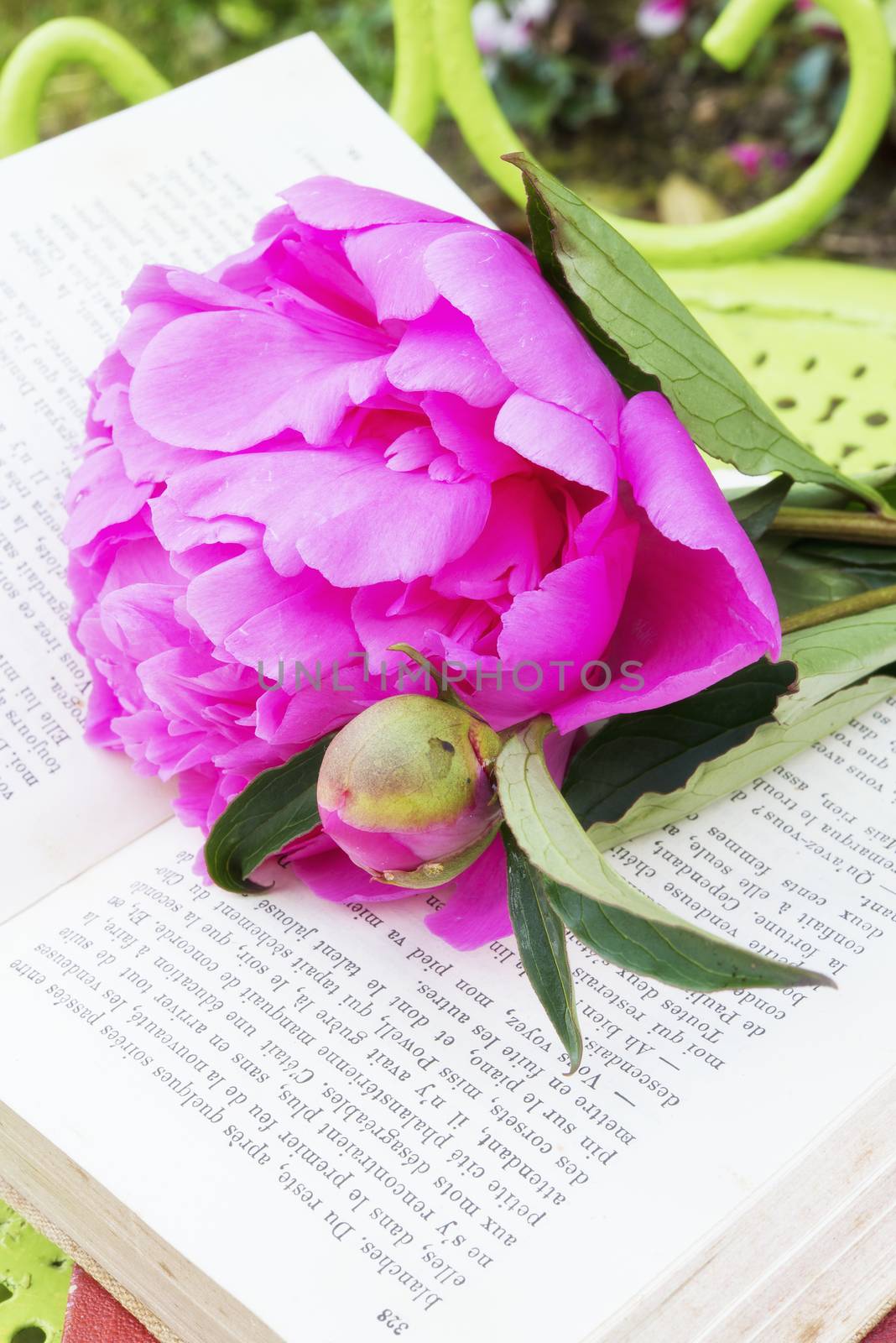 Romantic pink peonies with a old book in the garden