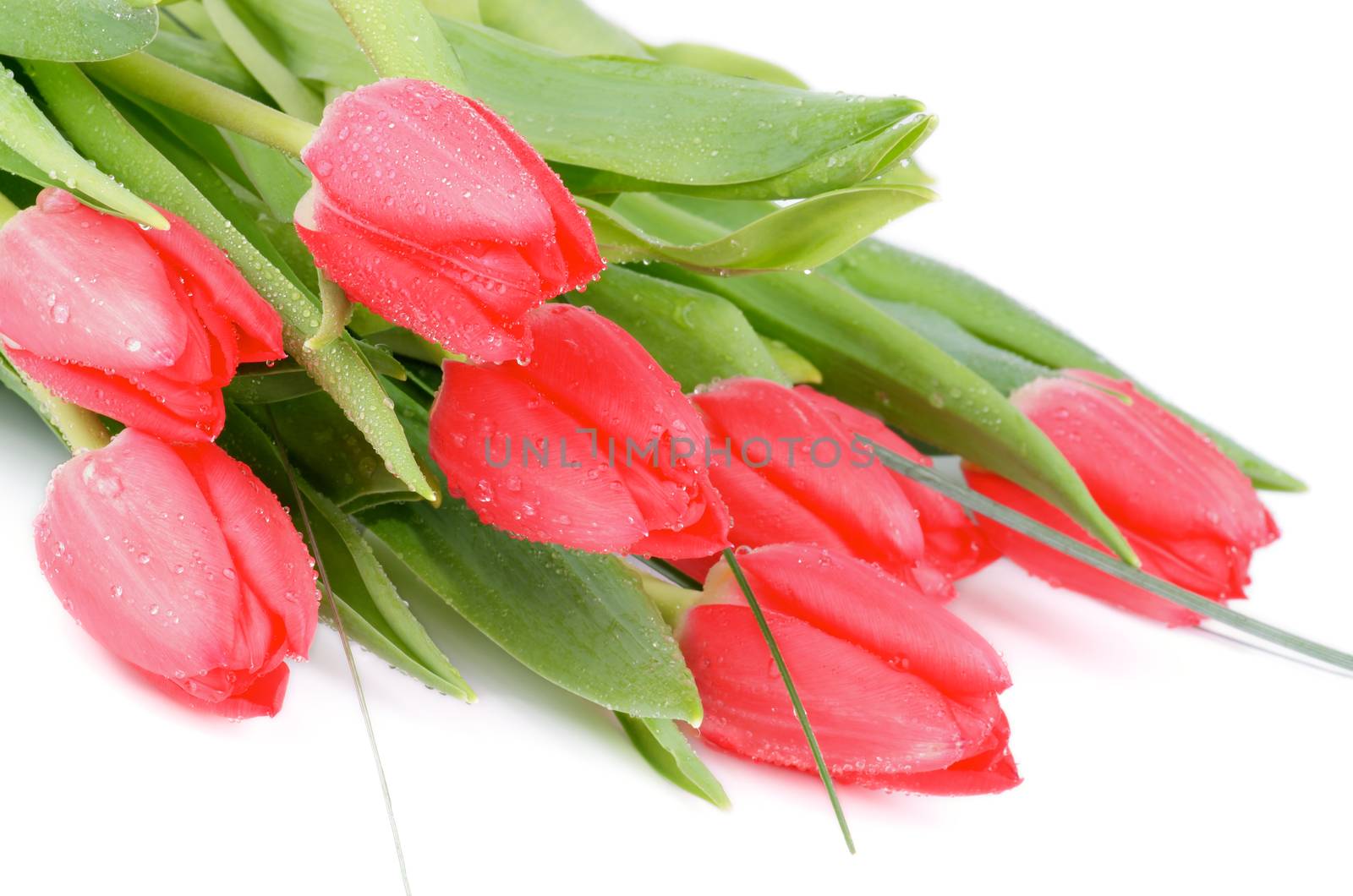 Bouquet of Spring Magenta Tulips with Leafs, Green Grass and Water Drops closeup on white background