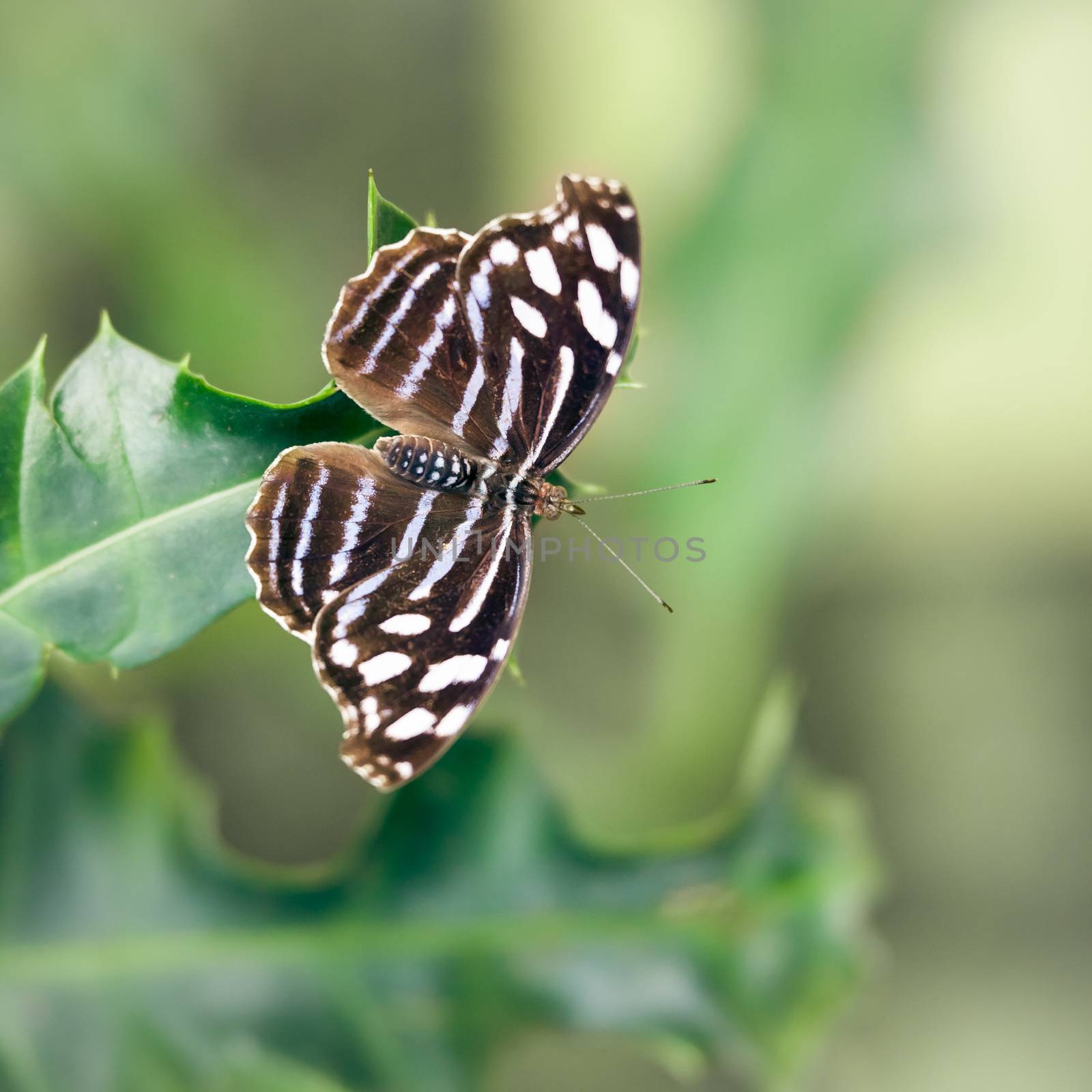 An image of a nice nymphalidae butterfly