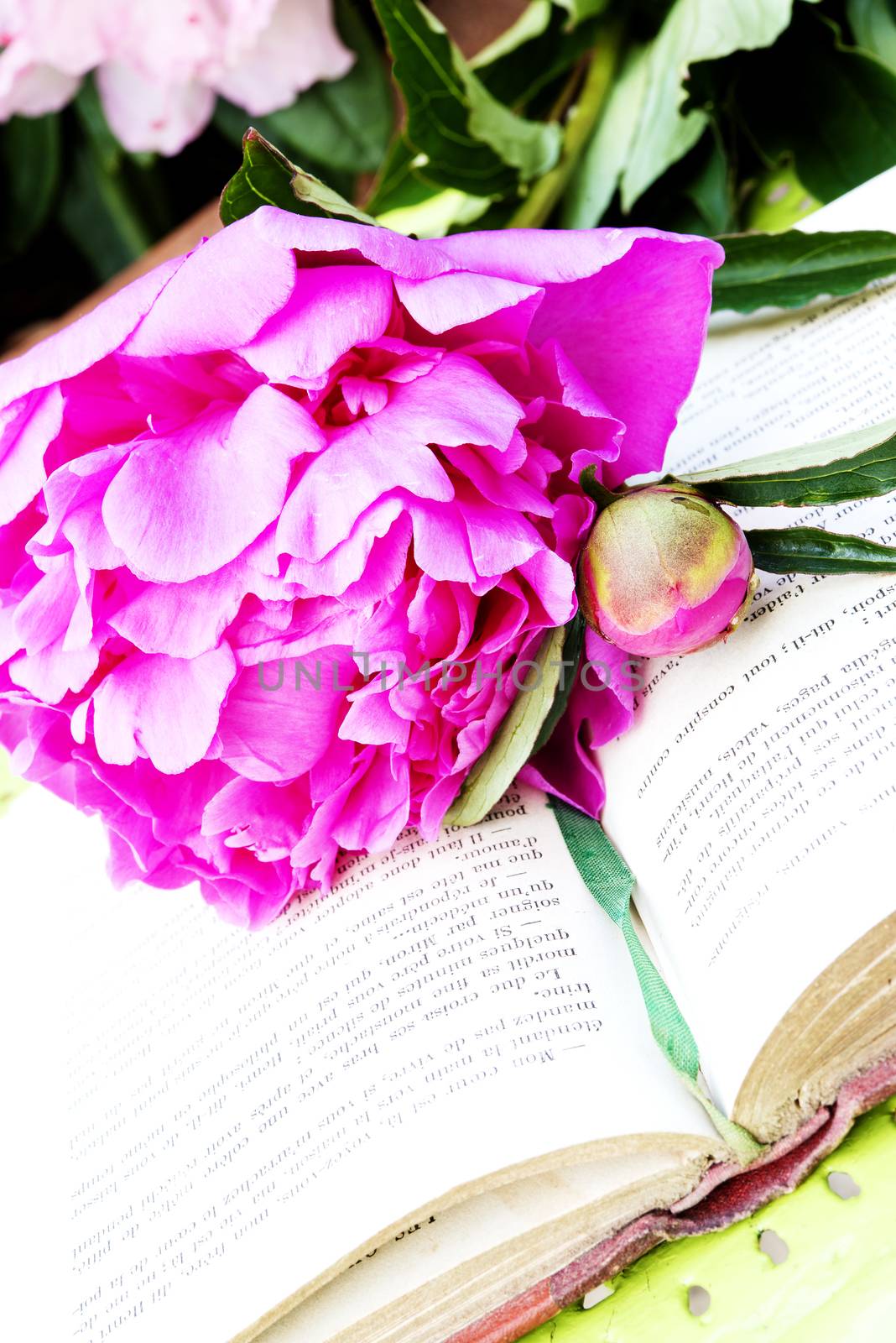 Romantic pink peonies with a old book in the garden