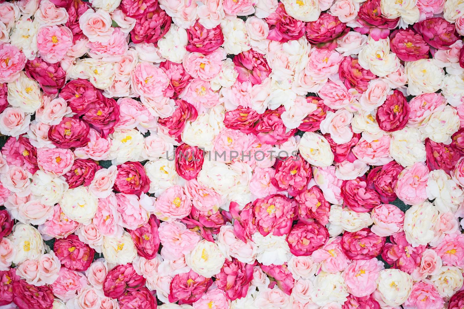 background full of white and pink peonies by dolgachov