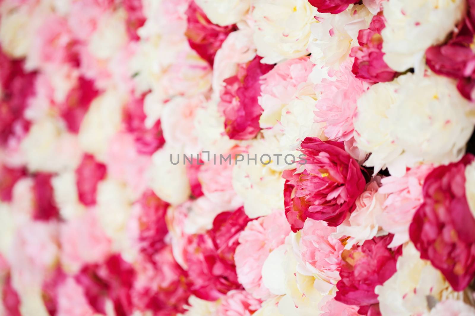 background full of white and pink peonies by dolgachov