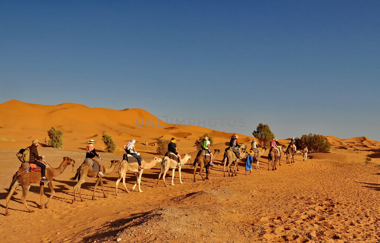 MERZOUGA DESERT - OCTOBER 01: Tourists in a Camel caravan in Merzouga Desert, Morocco on October 01, 2013.