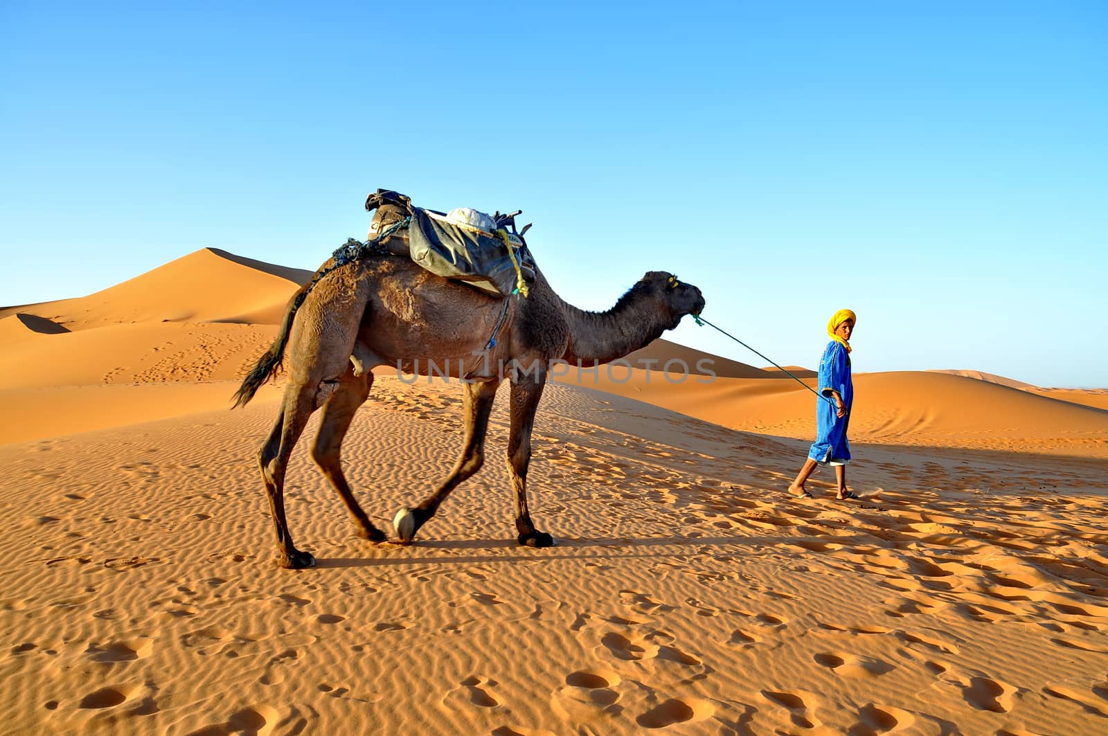 MERZOUGA DESERT - OCTOBER 01: Man in traditional  berber wear leads a camel in Merzouga Desert, Morocco on October 01, 2013.