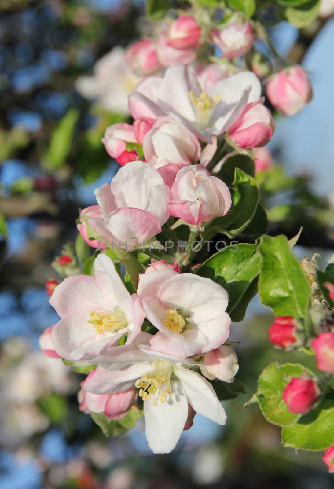 Pink apple blossoms in spring at the sunset