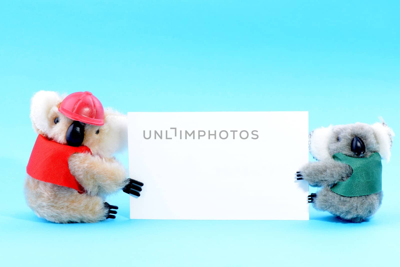 Two toy koala holding a blank white card on a blue background