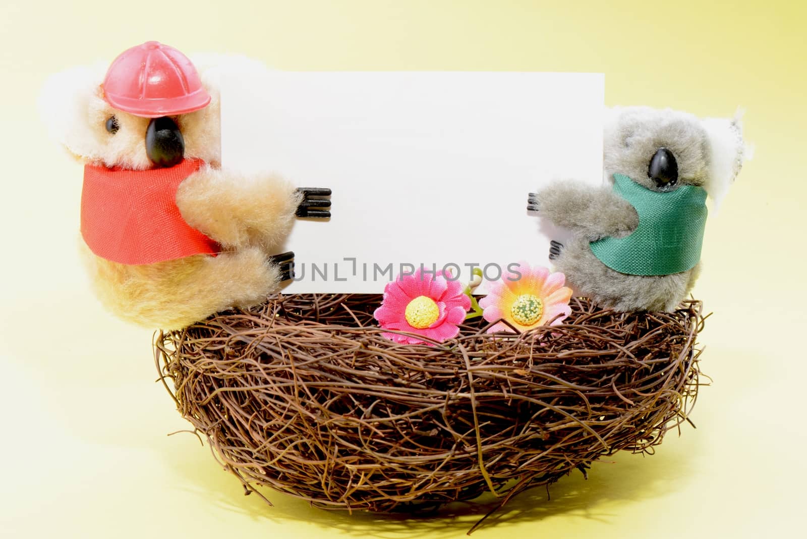 Two toy koala holding a blank white card on a nest by bbbar
