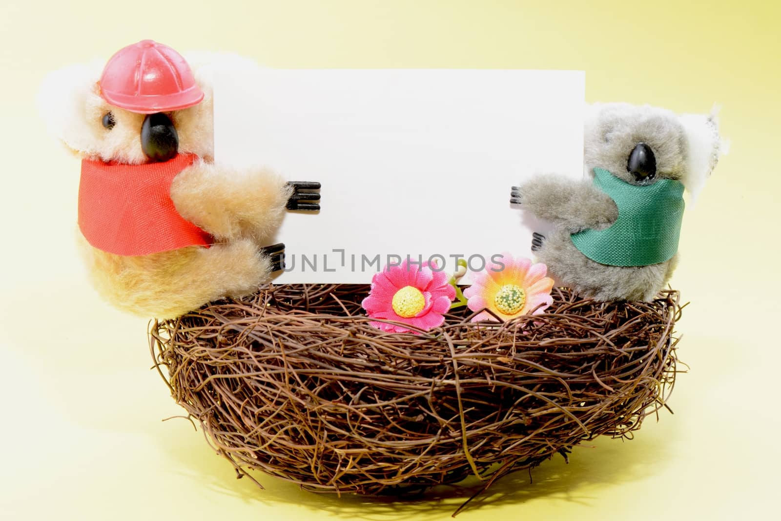 Two toy koala holding a blank white card on a yellow background