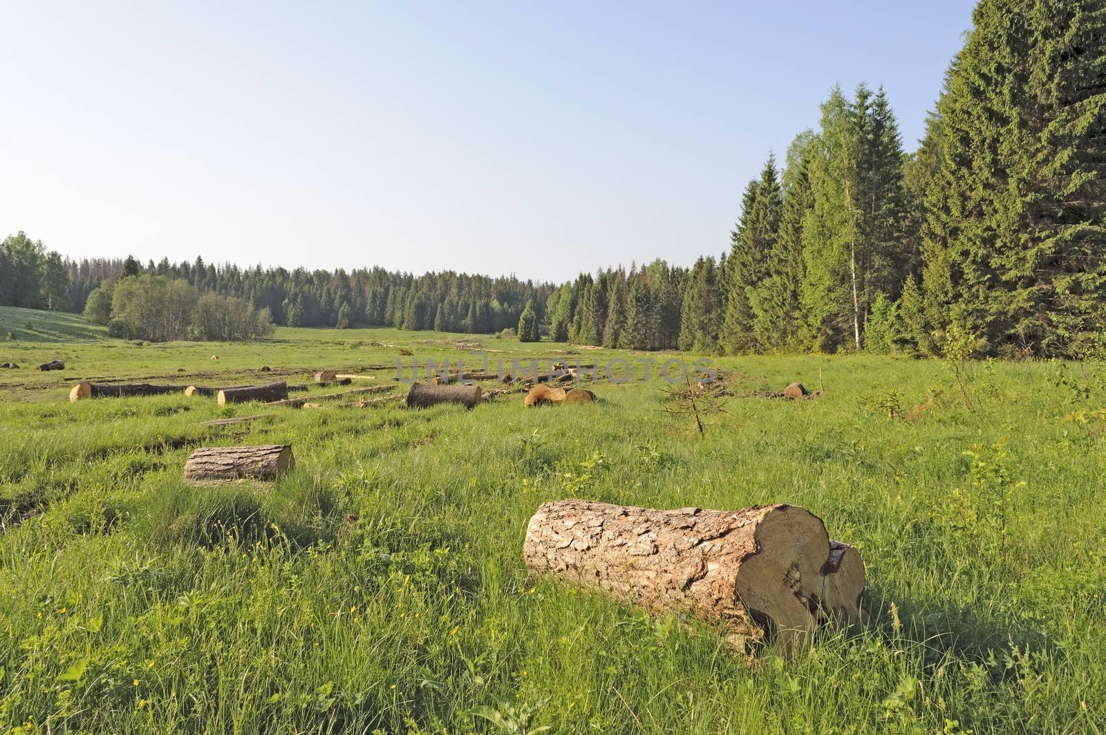 Forest glade with sawn logs by wander