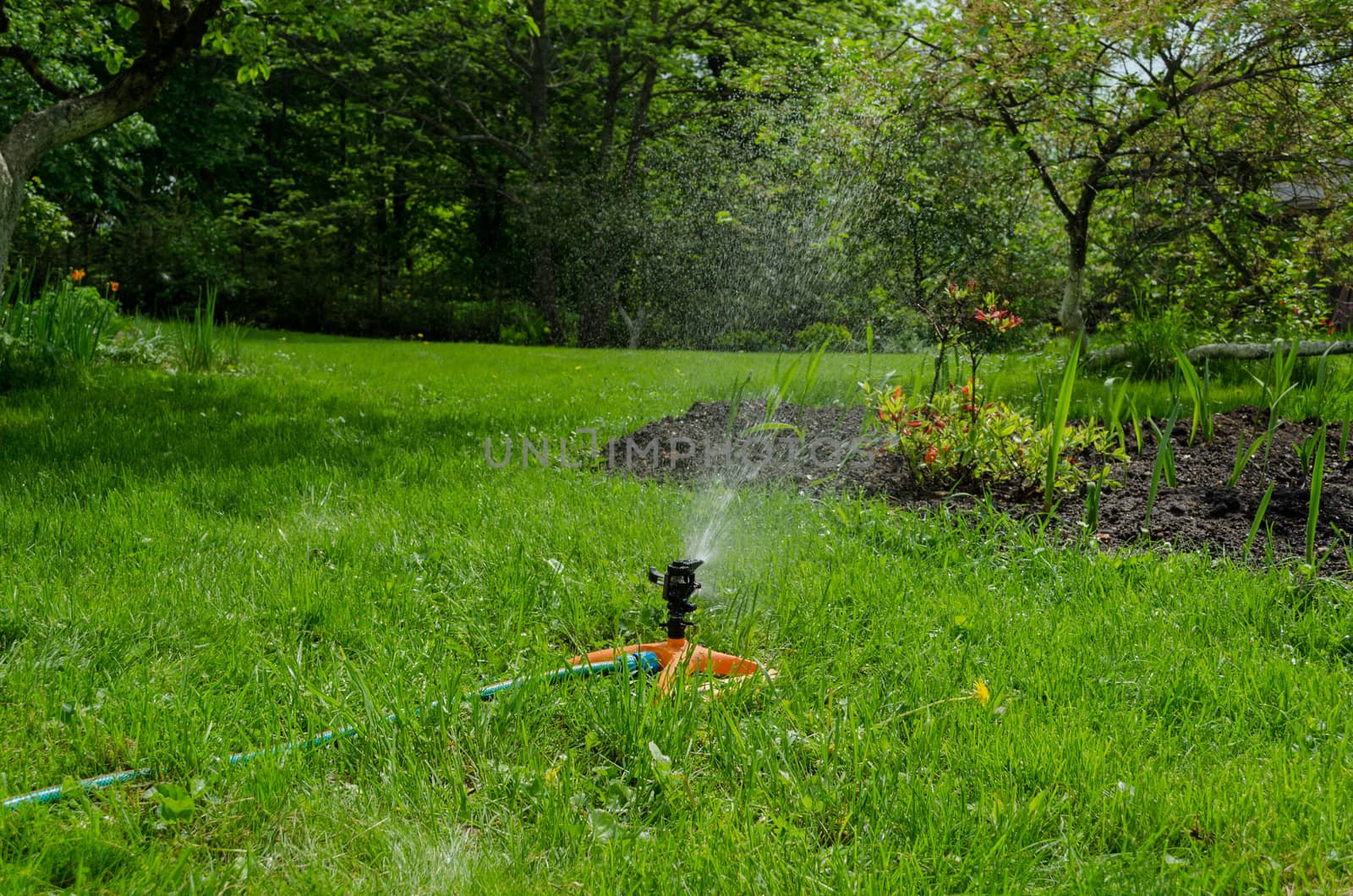 sprinkling irrigation on the grass by sauletas
