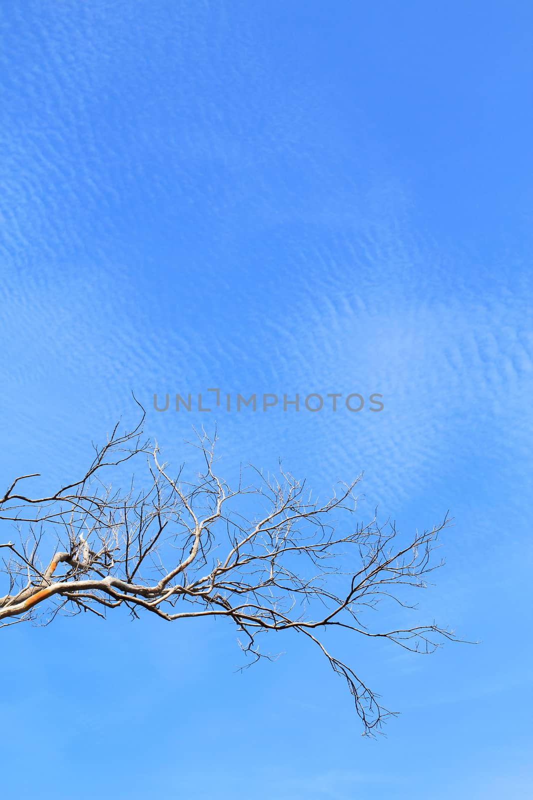 Brunch of tree against blue sky