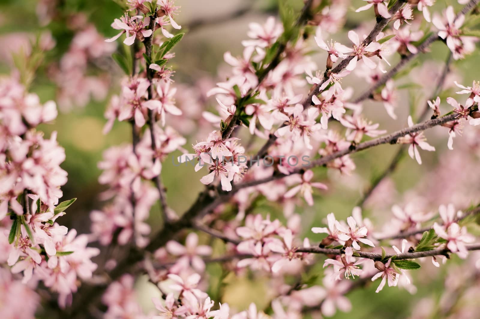 Blossoming Almond Branch