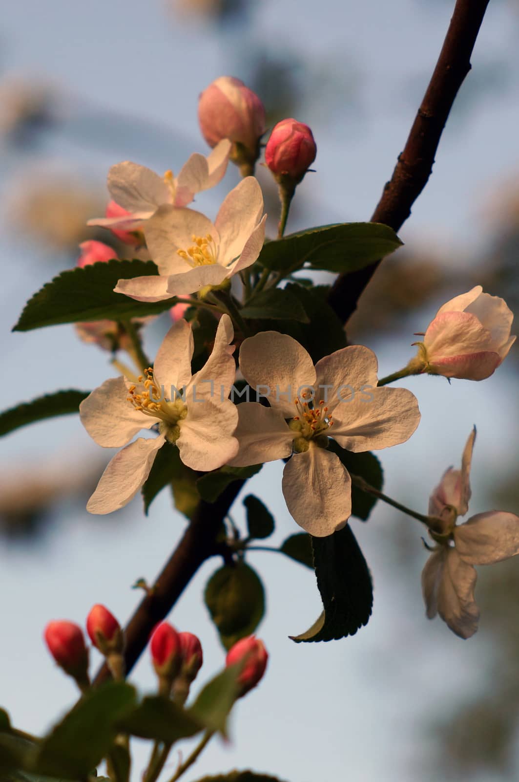 Branch blossoming apple by Chiffanna