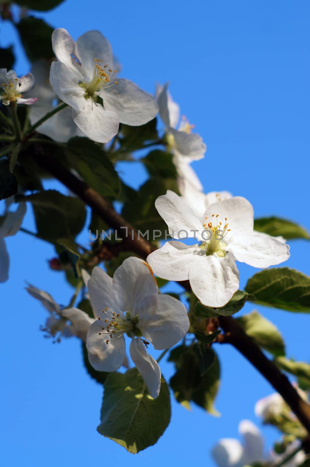Branch blossoming apple-tree against the blue sky by Chiffanna